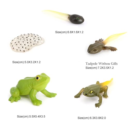 Hvogvok Frog Growth Cycle, Animal Growth Cycle Biological Model, Growth Stage Lifelike Frog Life Cycle Model Set for Kids Education Insect Themed Party Favors - style: Frog