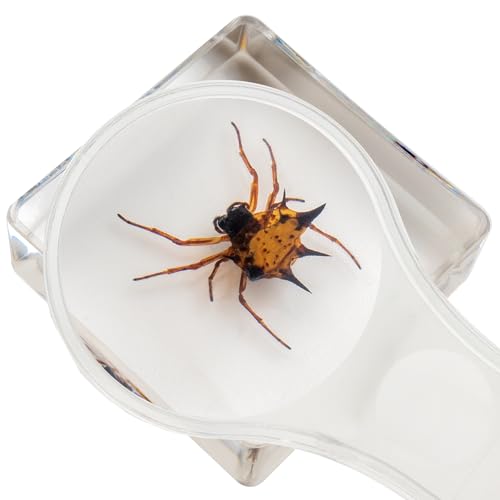 Insect Specimen Set, Bugs Collection Scientific Education Gift for Kids Aged 3-8-12 (Millipede, Centipede, Dragonfly Larvae, Tea Seed Bug, Red Longhorn Beetle, Spiny Spider) - style: Millipede, Centipede, Dragonfly Larvae, Tea Seed Bug, Red Longhorn Beetl