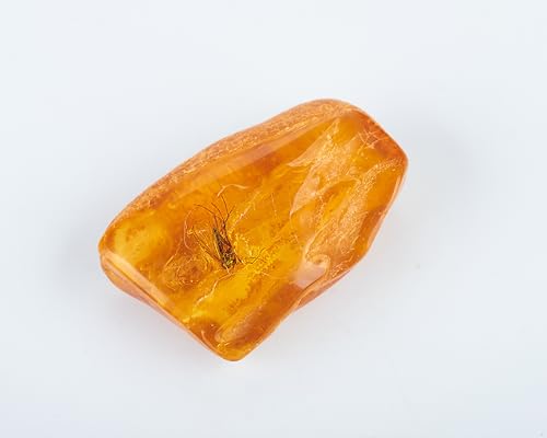 Baltic Amber Natural Fossil Insects,Insects from Millions of Years ago,True Insect Samples-Science Classroom Science Education Animal Specimens (A Amber with Insects Fossils)