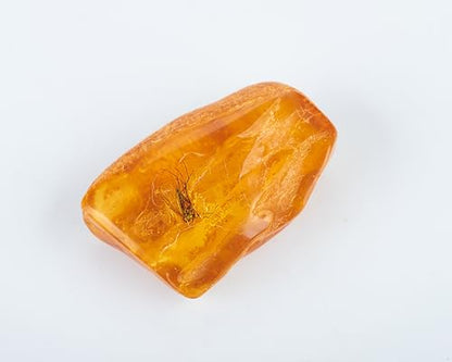 Baltic Amber Natural Fossil Insects,Insects from Millions of Years ago,True Insect Samples-Science Classroom Science Education Animal Specimens (A Amber with Insects Fossils)