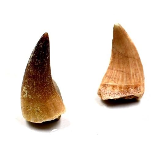 Authentic Mosasaurus Teeths Fossils with Collection Box & Magnifier, 2 PCS - color: Mosasaurus Teeths