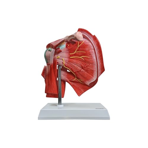 Axis Scientific Life-Size Muscled Shoulder Joint Model
