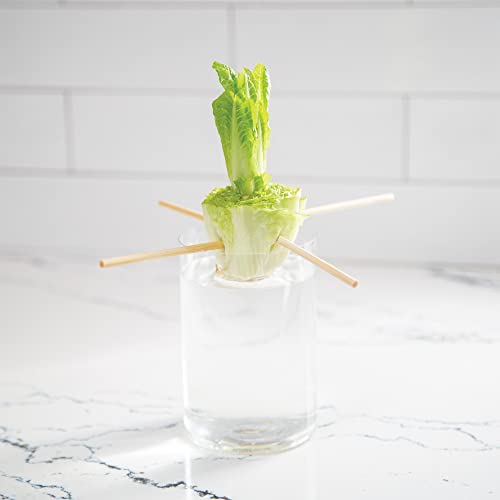 Home Grown Hydroponic Growing Kit - Tools & Instructions for No-Waste Kitchen Gardening. Ages 8 and up.