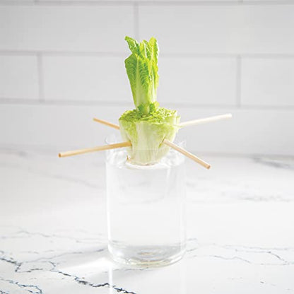 Home Grown Hydroponic Growing Kit - Tools & Instructions for No-Waste Kitchen Gardening. Ages 8 and up.