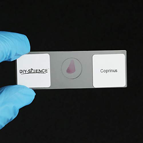 Prepared Bacteria and Fungi Microscope Slide Set, 9pcs Slides for Biology Teacher Students Micro Organisms Science Education - color: Bacteria & Fungi