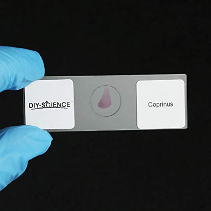 Prepared Bacteria and Fungi Microscope Slide Set, 9pcs Slides for Biology Teacher Students Micro Organisms Science Education - color: Bacteria & Fungi