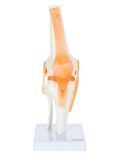 Axis Scientific Functional Joint Anatomy Model Set Includes Flexible