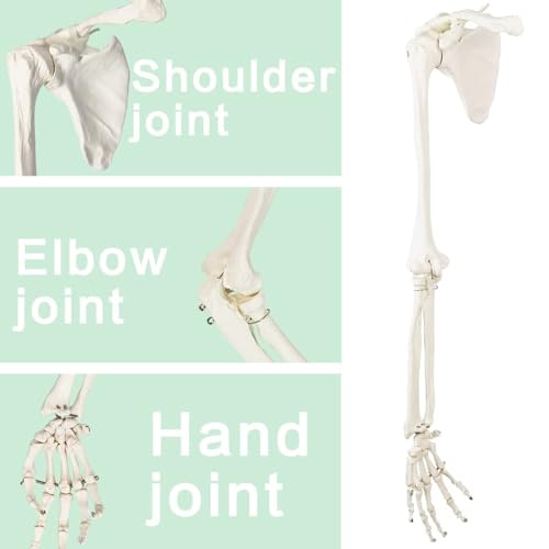 EVOTECH SCIENTIFIC Human Upper Limb Skeleton Anatomical Model, Life Size