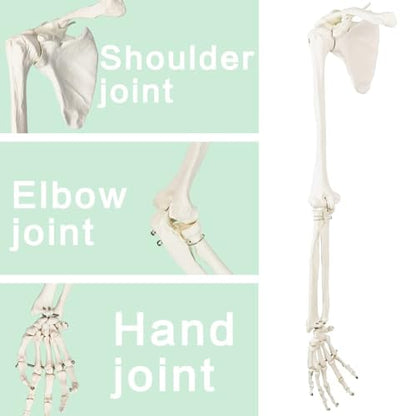EVOTECH SCIENTIFIC Human Upper Limb Skeleton Anatomical Model, Life Size
