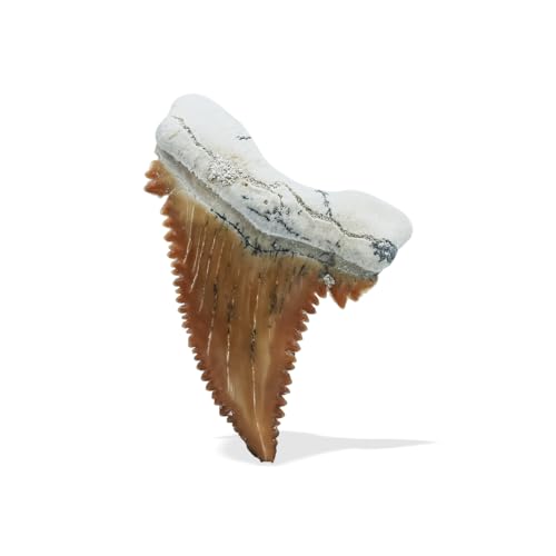 Starborn Rare Collector's Fossils - style: Medium Tooth