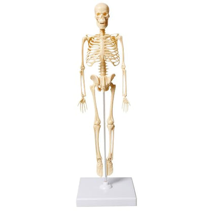 Mini Human Skeleton Model,Skeleton Teaching Model,Easy to Assemble, Removable Spine Whole Body for Study Teaching Demonstration - style: Full skeleton Set