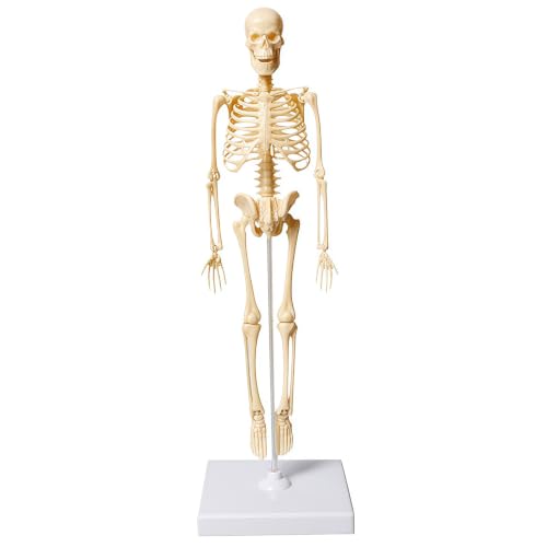Mini Human Skeleton Model,Skeleton Teaching Model,Easy to Assemble, Removable Spine Whole Body for Study Teaching Demonstration - style: Full skeleton Set