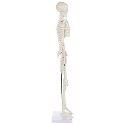 Anatomy Lab Human Skeleton Model, 34" Skeleton with Base, Movable Arms and Legs, and Detailed Human Bones. Durable Design Perfect for Students and Teachers