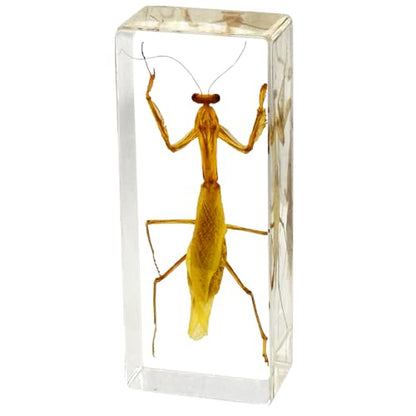 Real Insect Specimen,Taxidermy Mantis Specimen in Resin Display - color: Mantis Specimen