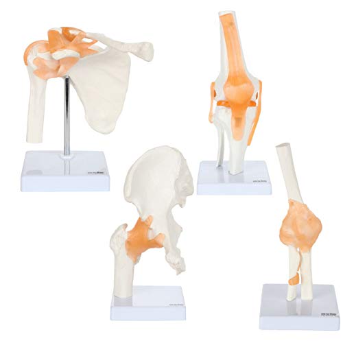 Axis Scientific Functional Joint Anatomy Model Set Includes Flexible