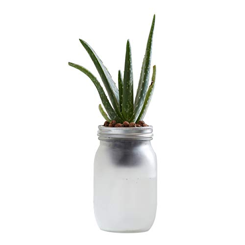 Back to the Roots Self Watering Grow Kit - Glass Hydroponic Planters for Succulents and Cacti Self-Watering System (Pack of 3) - size: 1 Count (Pack of 3), style: Self-Watering Succulent Kit