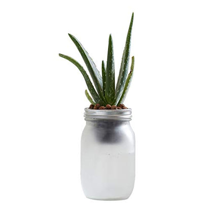 Back to the Roots Self Watering Grow Kit - Glass Hydroponic Planters for Succulents and Cacti Self-Watering System (Pack of 3) - size: 1 Count (Pack of 3), style: Self-Watering Succulent Kit