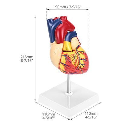 QWORK Life Size Human Heart Model, Anatomically Accurate 2-Part Model with Detachable Wall, Fixed with Hidden Magnets