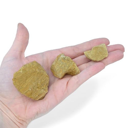 EISCO 12PK Raw Dolostone, Sedimentary Rocks - Approx. 1" - Geologist Selected & Hand Processed - Great for Science Classrooms - Class Pack