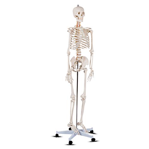 GIANTEX Life Size 70.8" Human Anatomical Anatomy Skeleton Medical Model + Stand