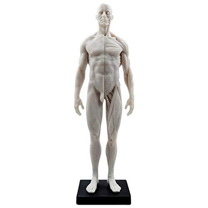 Human Body Musculoskeletal Anatomical Model for Study and Teaching (30CM2)