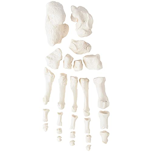 Wellden Medical Full Disarticulated Skeleton, Human Anatomical, Life-Size, 170cm
