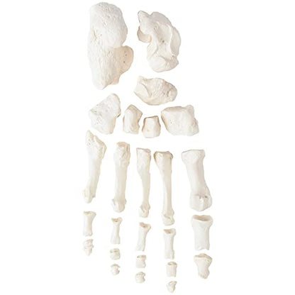 Wellden Medical Full Disarticulated Skeleton, Human Anatomical, Life-Size, 170cm