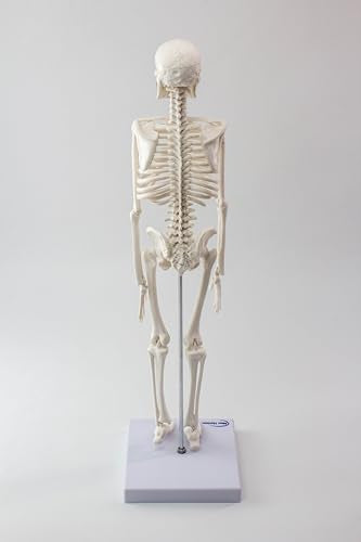 17.7“ Human Skeleton Model for Anatomy,Movable Arms Legs Bones Structures
