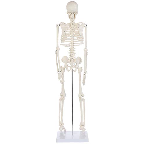 Anatomy Lab Human Skeleton Model, 34" Skeleton with Base, Movable Arms and Legs, and Detailed Human Bones. Durable Design Perfect for Students and Teachers