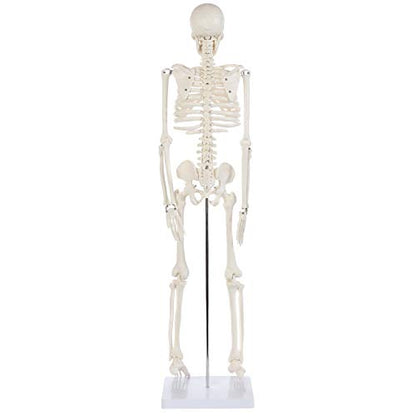 Anatomy Lab Human Skeleton Model, 34" Skeleton with Base, Movable Arms and Legs, and Detailed Human Bones. Durable Design Perfect for Students and Teachers