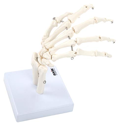 Axis Scientific Hand Skeleton Including Ulna and Radius - Left, Scientific Anatomy Model, Hand Anatomy Real Bones Set, Educational Model, Demonstration Skill, Human Anatomy System Miniature