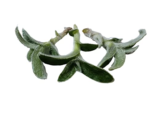 No Root Plant cuttings from USKC (3pc Trasdencantia Sillamontana no Root cuttings) - color: 3pc Trasdencantia Sillamontana no root cuttings