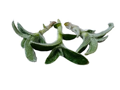 No Root Plant cuttings from USKC (3pc Trasdencantia Sillamontana no Root cuttings) - color: 3pc Trasdencantia Sillamontana no root cuttings