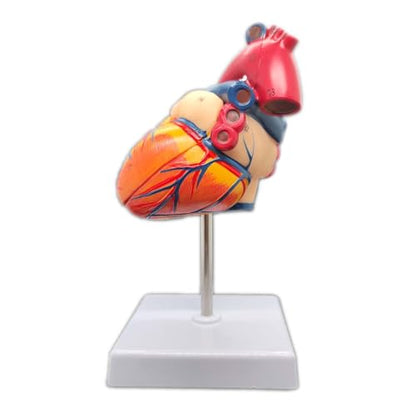 Anatomical Heart Model 2Part Human Lifesize Magnetic 34-Numbered Structures