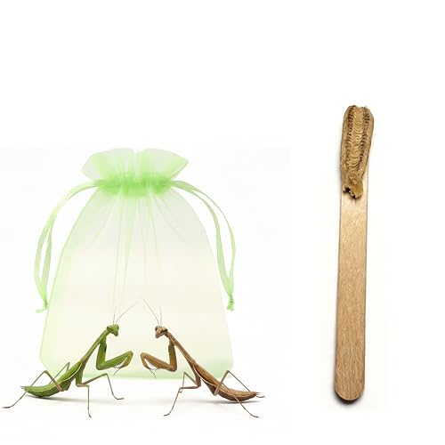 Carolina Praying Mantis Egg Case on a Wooden Stick Attached,with Outdoor Hatching Bag(One Carolina Praying Mantis Egg) –Includes 50-200 Nymphs | Perfect for STEM Education, Eco-Friendly Garden