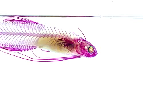 Diaphonized/Transparent Specimen, Deep sea Fish of West Pacific, Codlet - style: Deep sea Fish, Codlet Fish