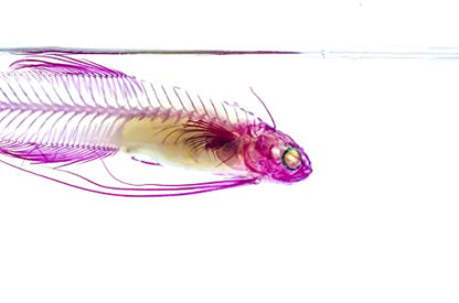 Diaphonized/Transparent Specimen, Deep sea Fish of West Pacific, Codlet - style: Deep sea Fish, Codlet Fish