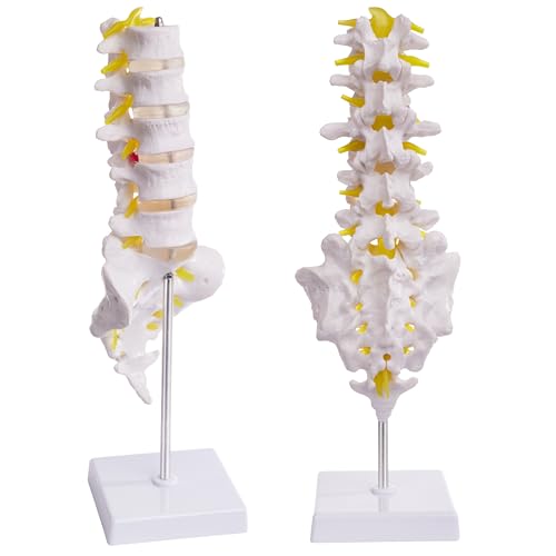 Lumbar Spine Model for Anatomy Education, Life Size Human Lumbar Model with 5 Vertebrae Sacrum, Spinal Disc, and Sturdy Base, Ideal Tool for Medical Teaching and Learning - style: Lumbar Spine Model