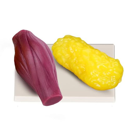 1lb Human Fat Muscle Replica with Base,Anatomic Model for Gym & Med Train