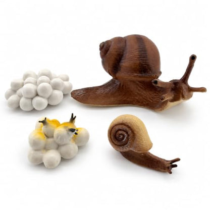 Montessori Life Cycle Animal Figures with Flash Cards, Lifelike Animal Growth Cycle Biological Model Set (Snail) - style: Snail