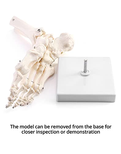 QWORK Human Foot Skeleton Model, Life Size Anatomy Foot and Ankle Model, Right, Fully Articulated, for Education Study & Science Classroom