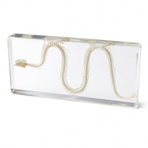 Snake Skeleton Resin Specimen - Real Snake Skeleton Preserved in Clear Acrylic Block,Biology Teaching Aid,Homeschool Science,Unique Home Office Desk,Gift (5.51×2.52×0.79 inch) - color: Snake Skeleton