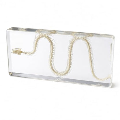 Snake Skeleton Resin Specimen - Real Snake Skeleton Preserved in Clear Acrylic Block,Biology Teaching Aid,Homeschool Science,Unique Home Office Desk,Gift (5.51×2.52×0.79 inch) - color: Snake Skeleton