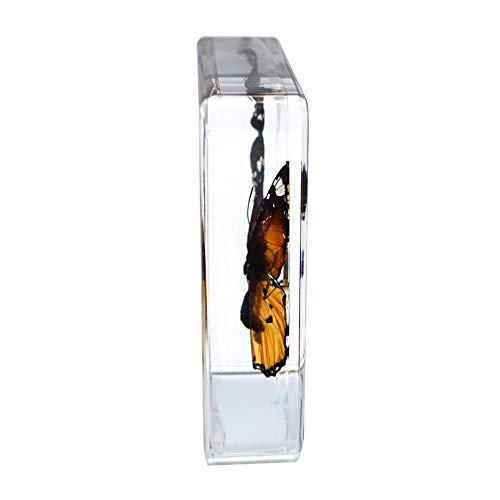 Real Insect Butterfly Specimen Paperweight Animal Taxidermy Collection Display Sciecne Classroom Specimen for Science Education (Butterfly 2) - color: Butterfly 2