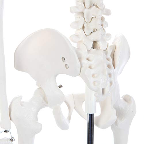 Anatomy Lab Human Skeleton Model, 34" Skeleton with Base, Movable Arms and Legs, and Detailed Human Bones. Durable Design Perfect for Students and Teachers