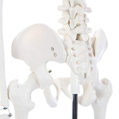 Anatomy Lab Human Skeleton Model, 34" Skeleton with Base, Movable Arms and Legs, and Detailed Human Bones. Durable Design Perfect for Students and Teachers