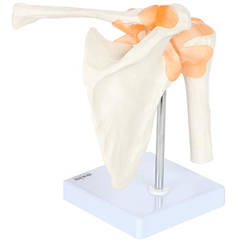 Axis Scientific Human Shoulder Joint Model with Functional Ligaments
