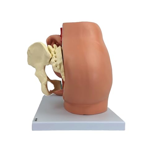 Axis Scientific Anatomy Model of Pregnancy Pelvis