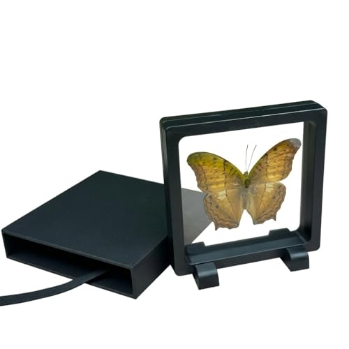 1pc Real Butterfly Specimen PE Film Suspension Box Transparent Floating Jewelry Box Style Display for Souvenir Art Collection (Vindula erota Butterfly) - color: Vindula Erota Butterfly