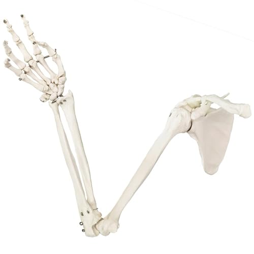 EVOTECH SCIENTIFIC Human Upper Limb Skeleton Anatomical Model, Life Size